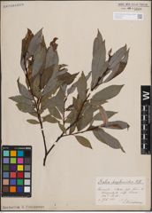 Foto von Salix daphnoides Vill.